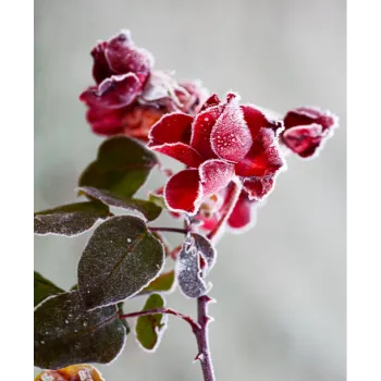 Fresh Red Rose 